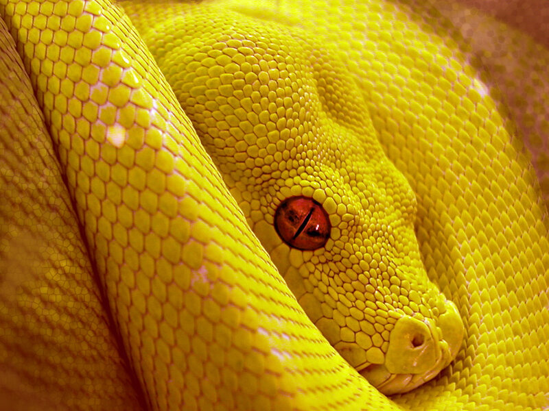 Close-up of a yellow snake