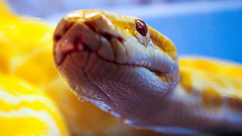 close-up of a yellow snake