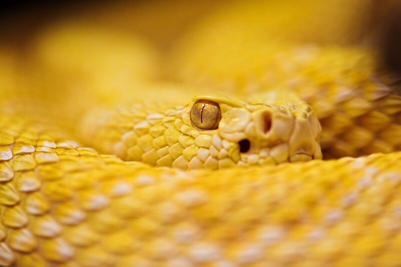 close-up of a yellow snake