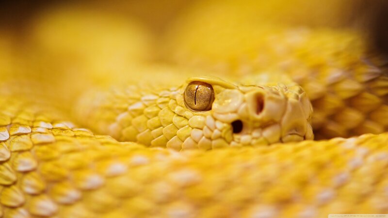 Close-up of a yellow snake