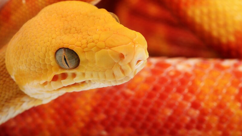 close-up of a yellow snake