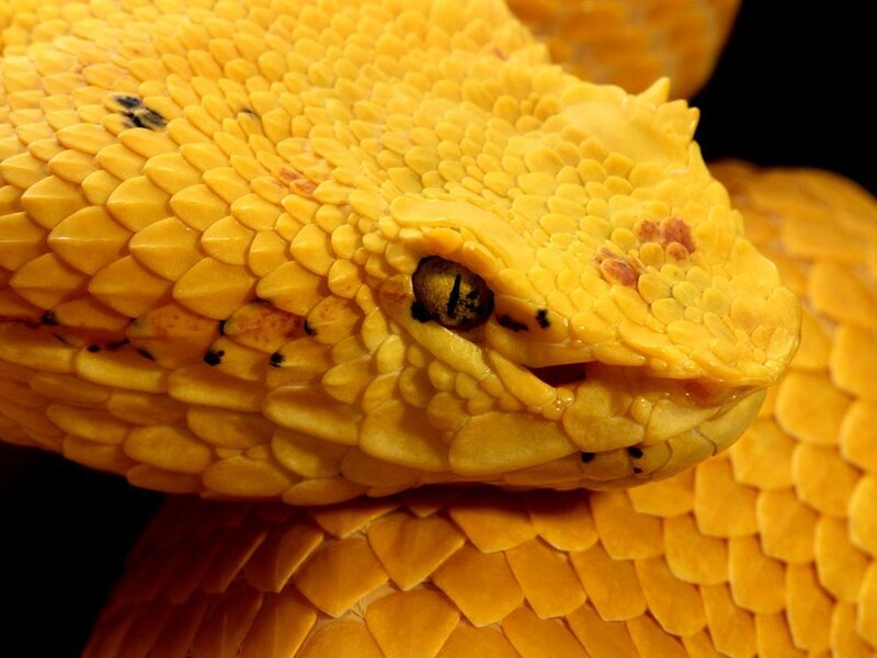Close-up of a yellow snake