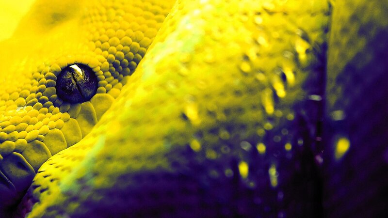 Close-up of a yellow snake's eye