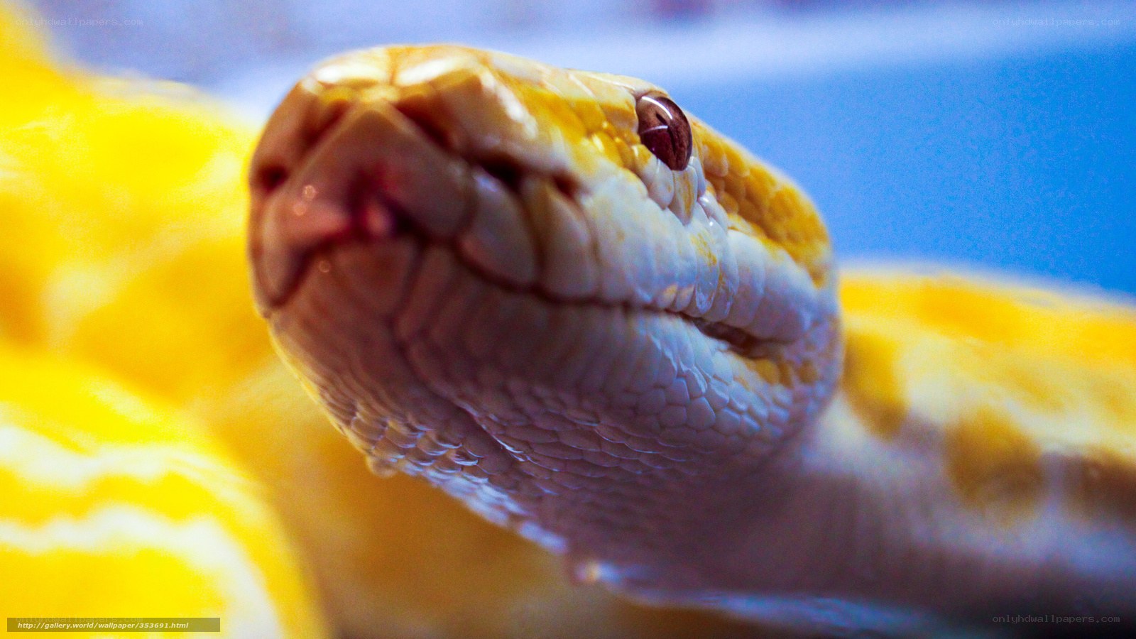 close-up of a yellow snake