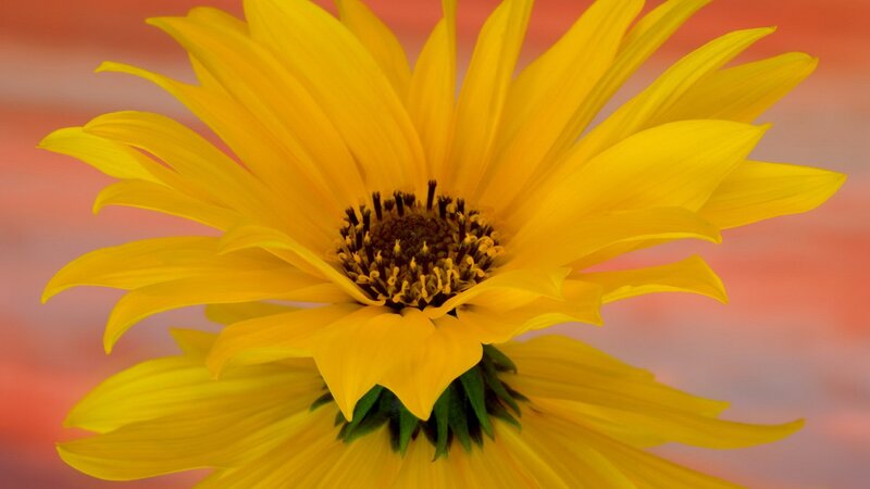 Close-up of a yellow sunflower