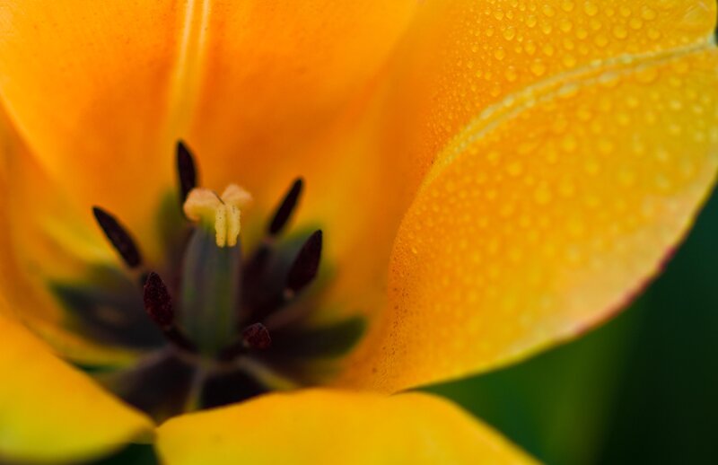 Close-up of a yellow tulip