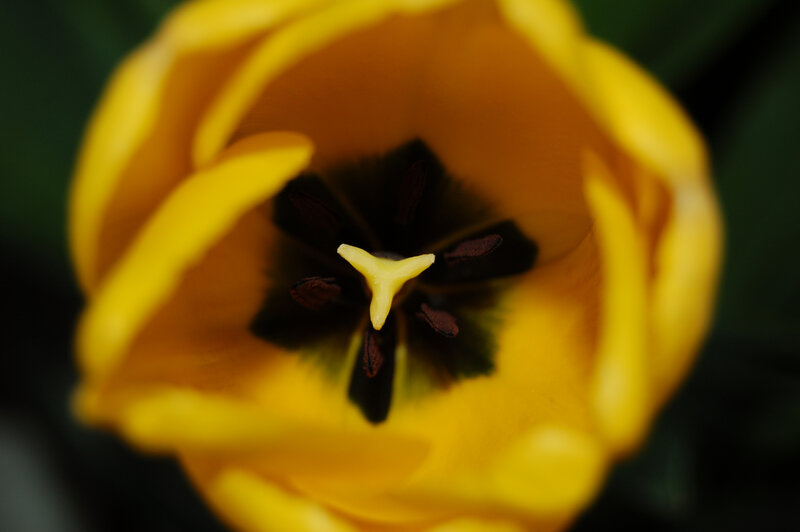 Close-up of a yellow tulip