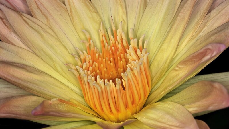 close-up of a yellow water lily