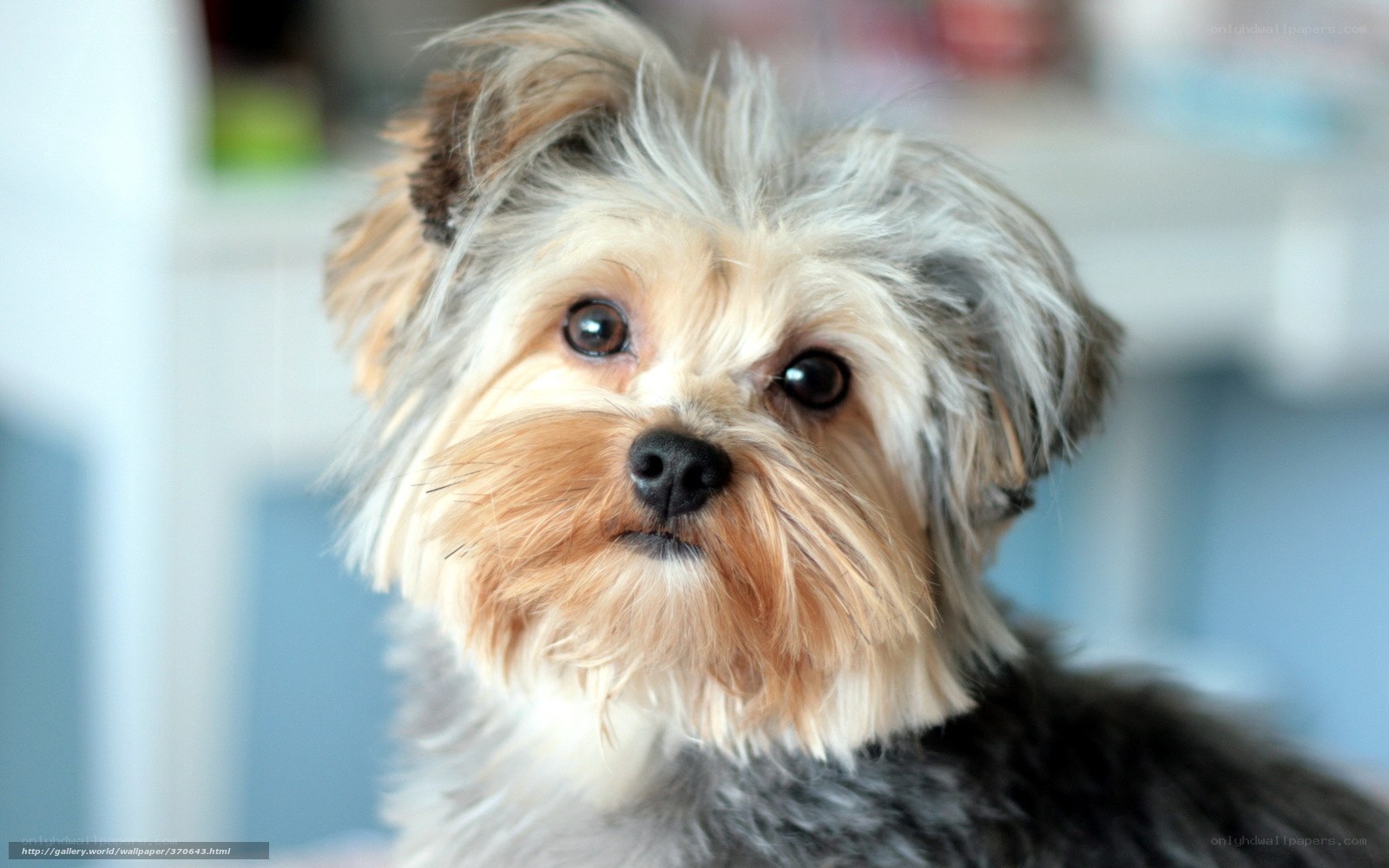 close-up of a yorkie dog
