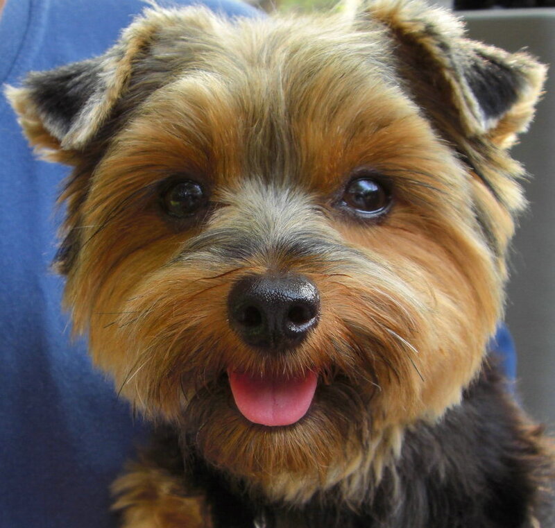 close-up of a yorkshire terrier