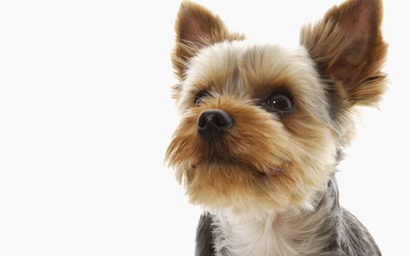 close-up of a yorkshire terrier