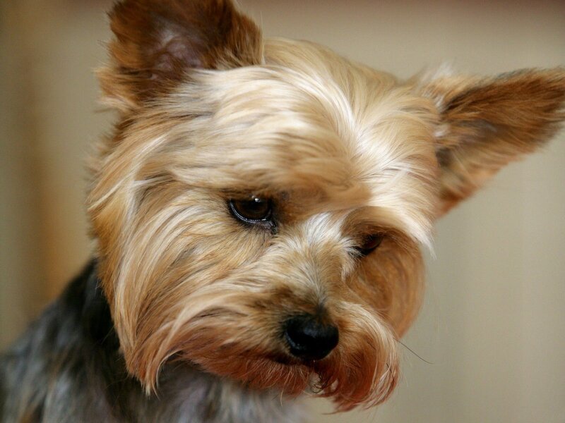 close-up of a yorkshire terrier