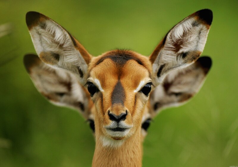 close-up of a young antelope