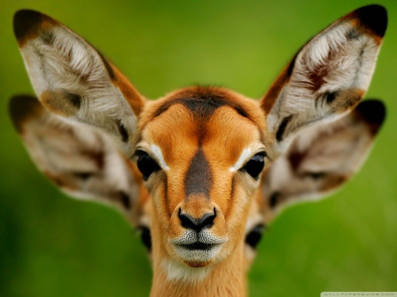 close-up of a young antelope