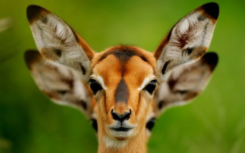 Close-up of a young antelope
