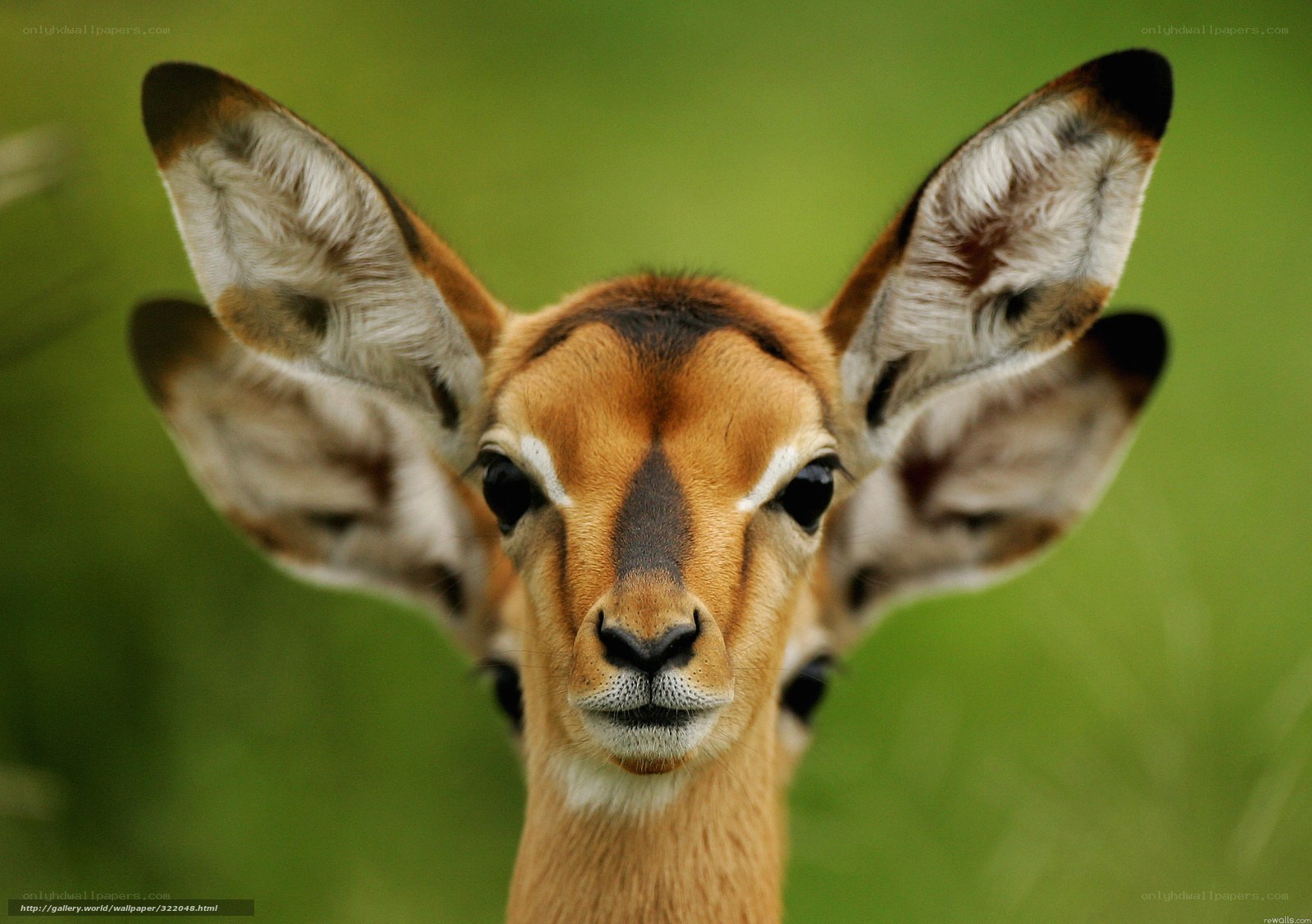 close-up of a young antelope