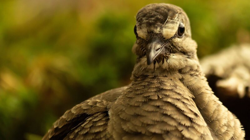 close-up of a young bird