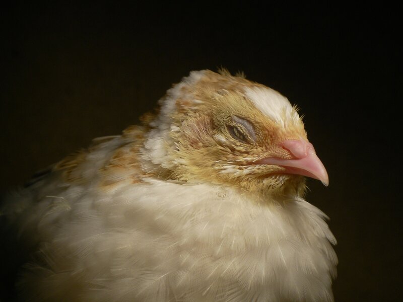 close-up of a young bird