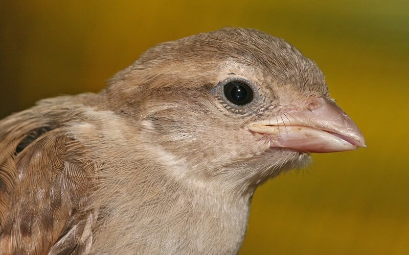 close-up of a young bird