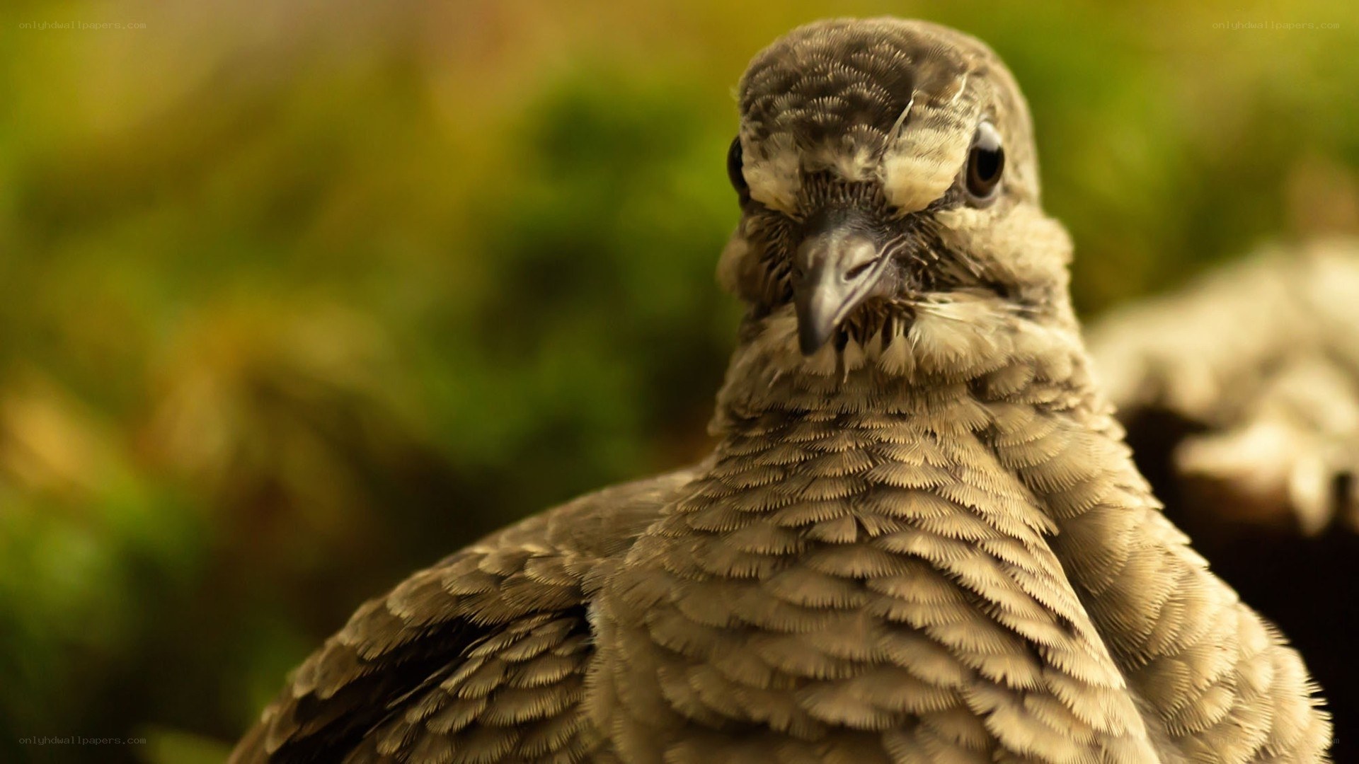 close-up of a young bird