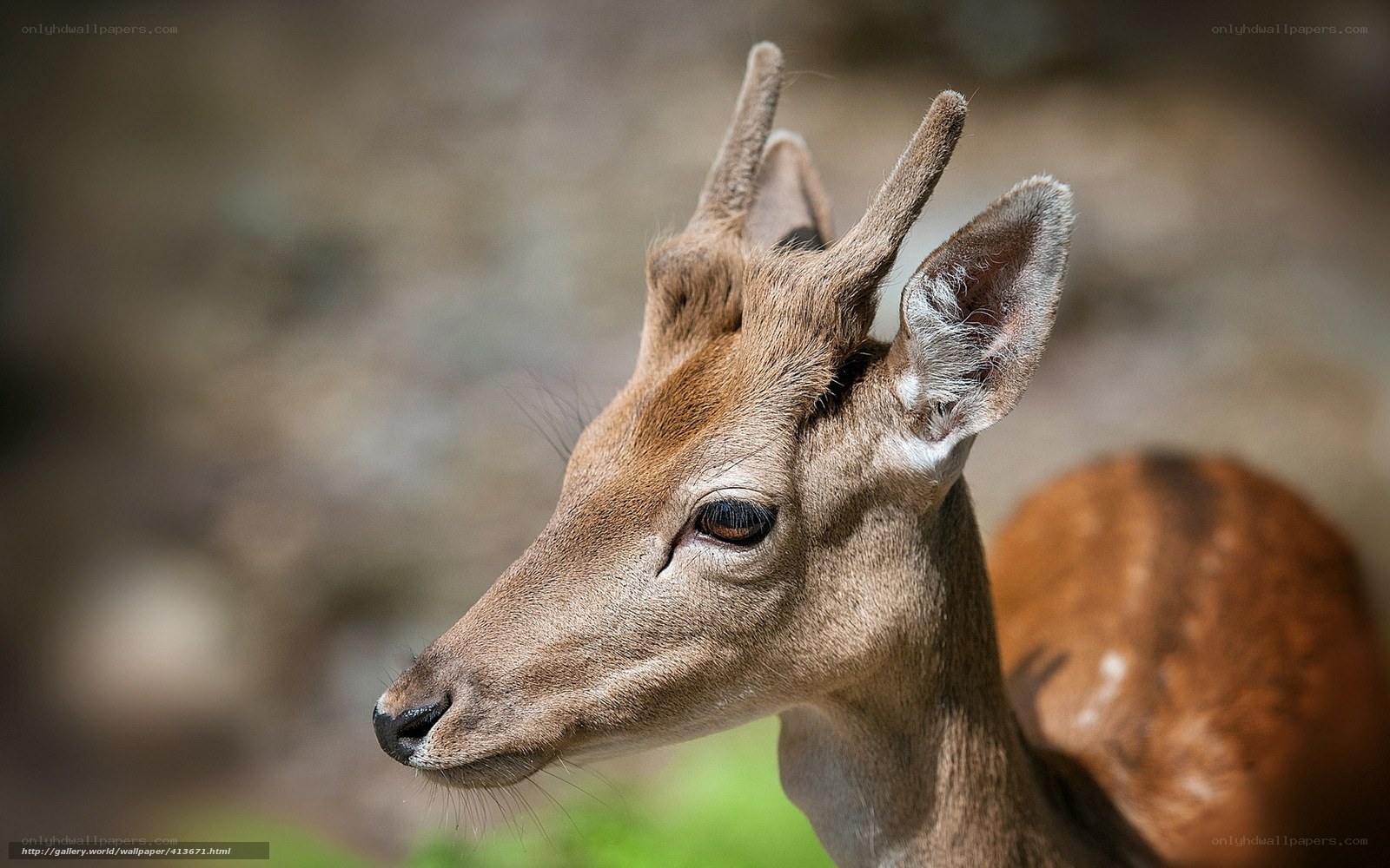 Close-up of a young deer
