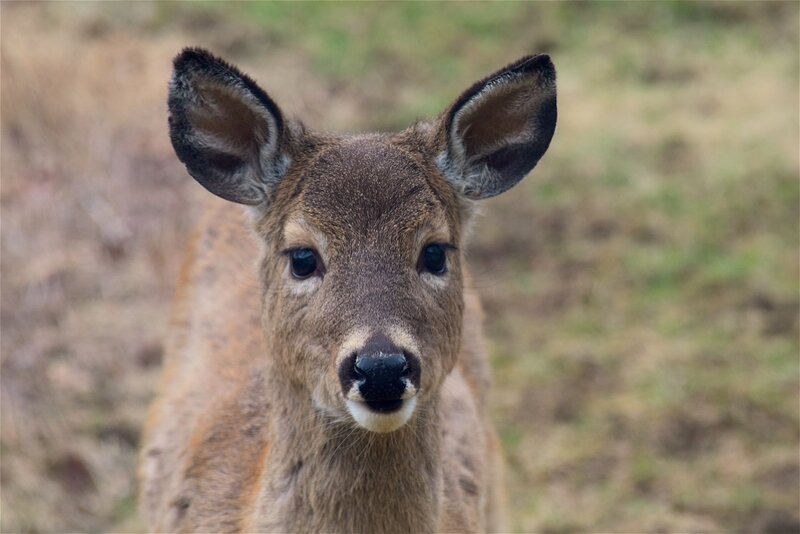 close-up of a young deer