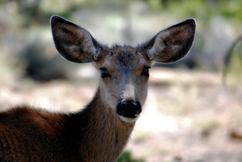 close-up of a young deer