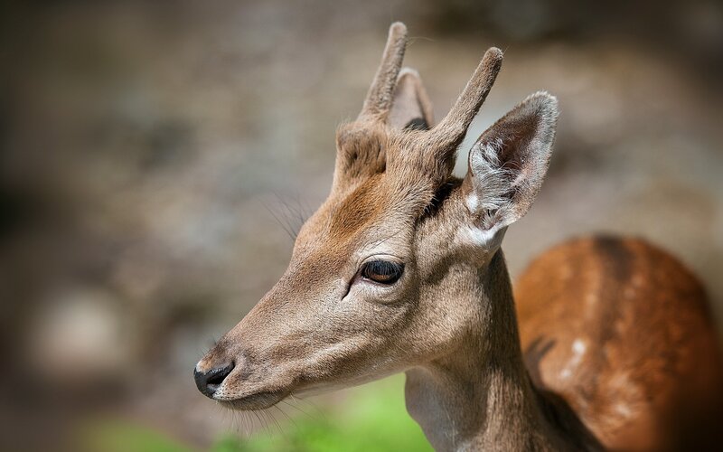 close-up of a young deer