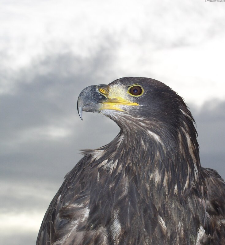 Close-up of a young eagle