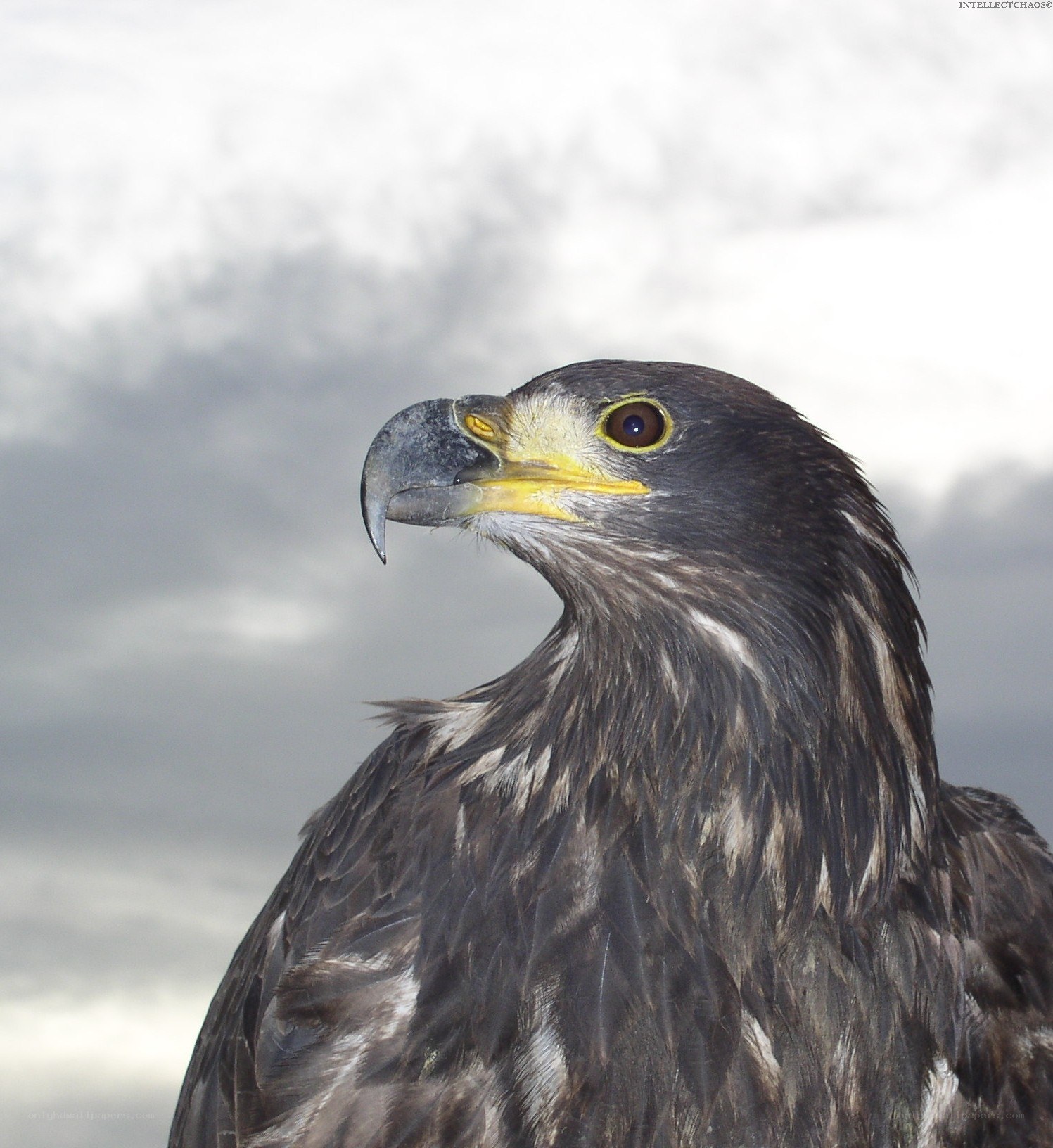 Close-up of a young eagle