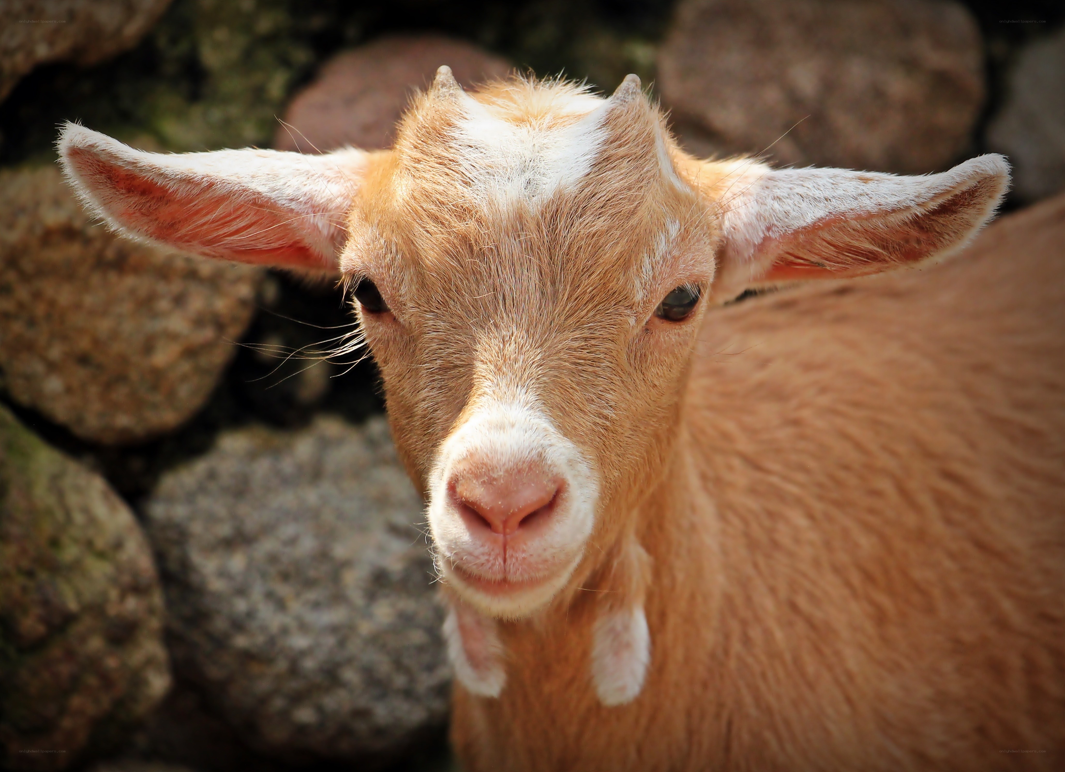 close-up of a young goat
