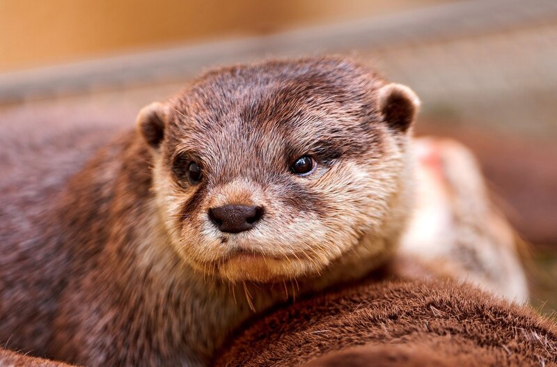 Close-up of a young otter