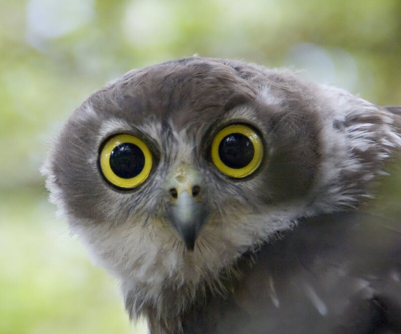 Close-up of a young owl