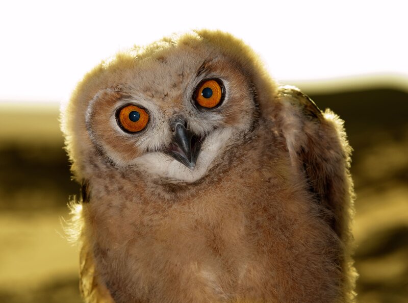 Close-up of a young owl