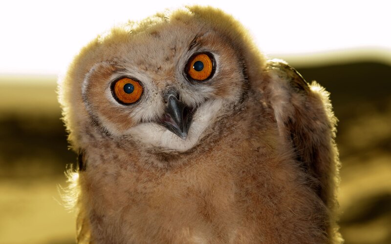 Close-up of a young owl