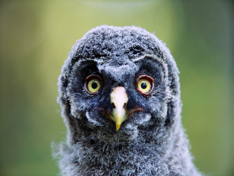 close-up of a young owl