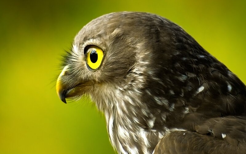 close-up of a young owl