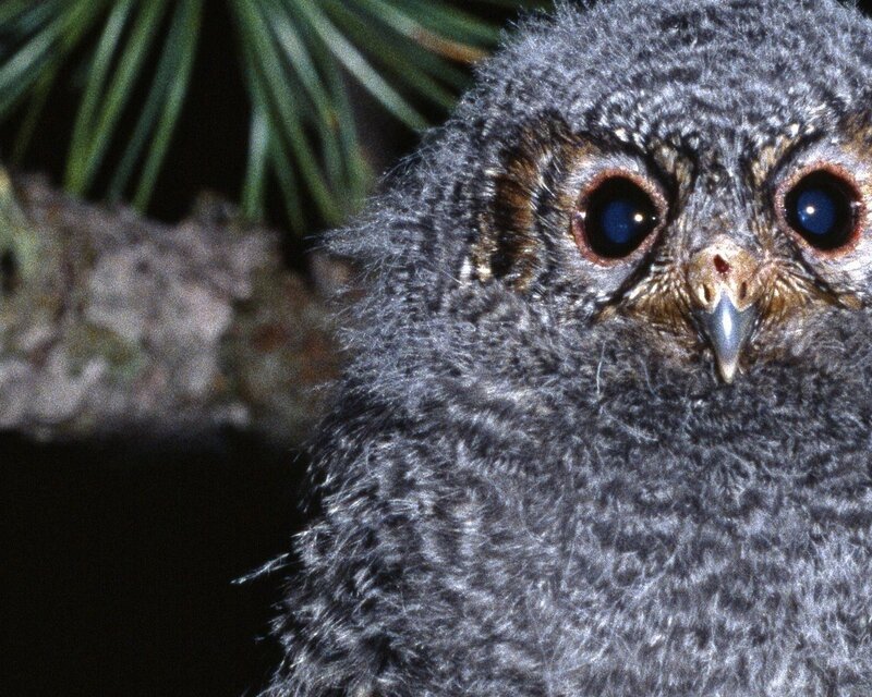 close-up of a young owl