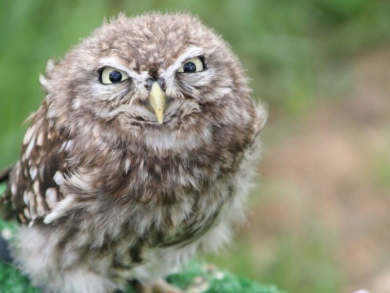 close-up of a young owl