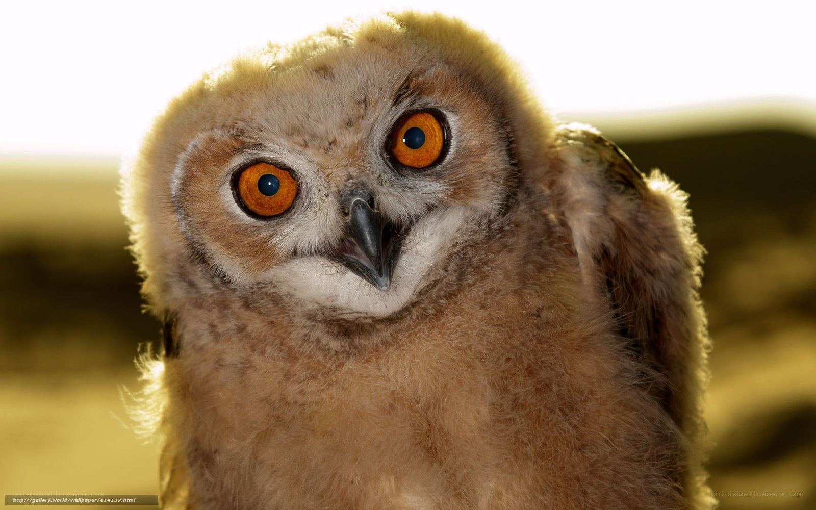 Close-up of a young owl