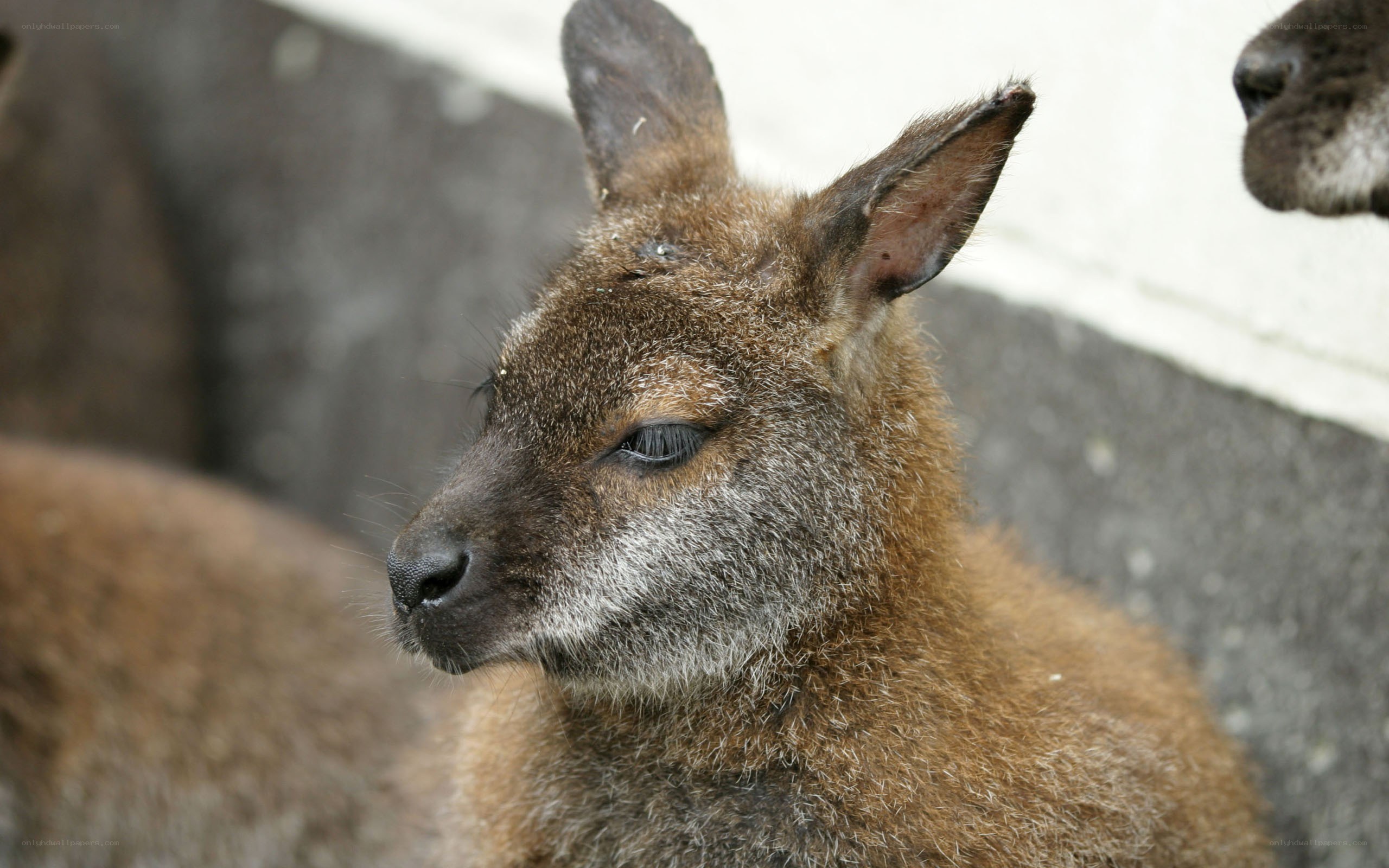 Close-up of a young wallaby