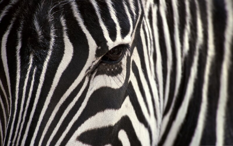 Close-up of a zebra's face