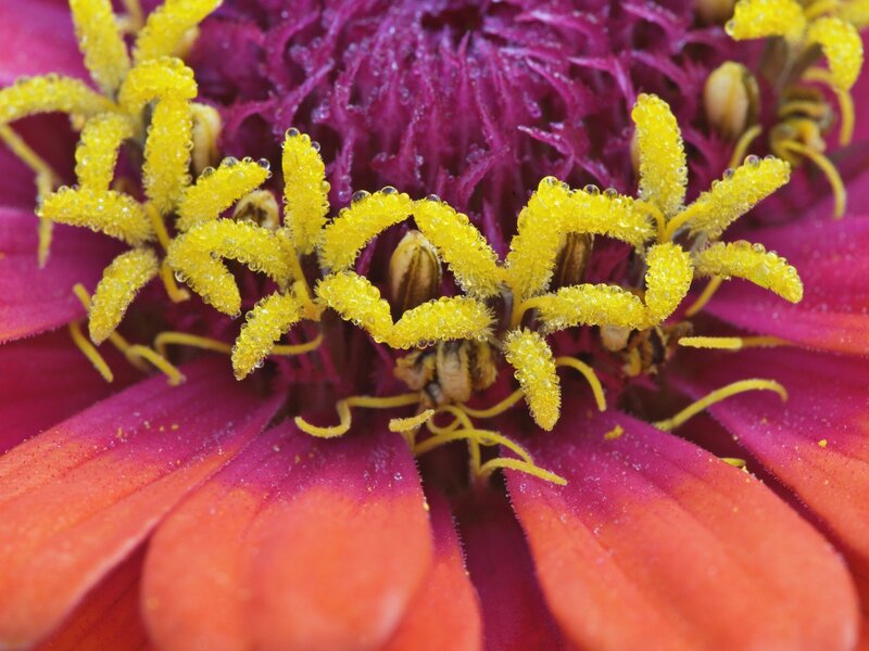 Close-up of a zinnia flower