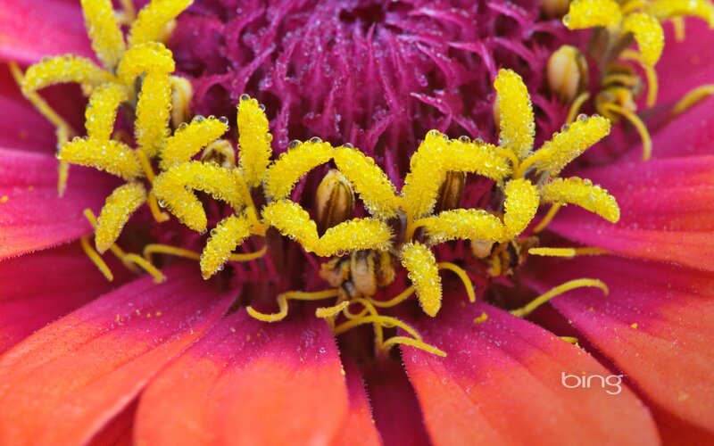 Close-up of a zinnia flower