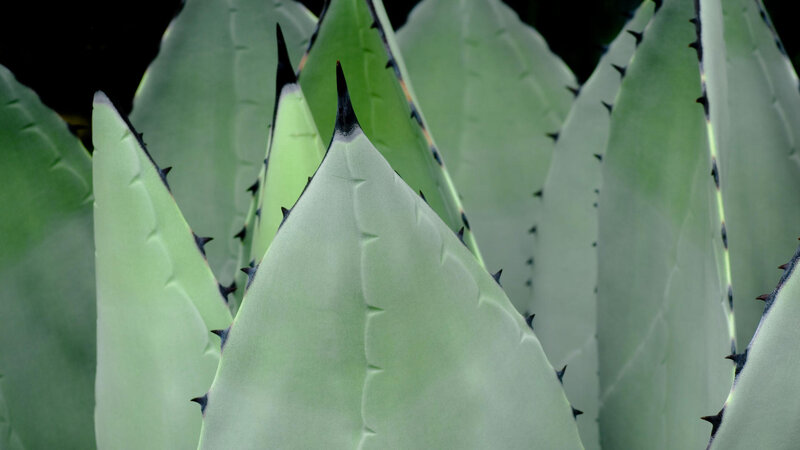Close-up of agave plant leaves