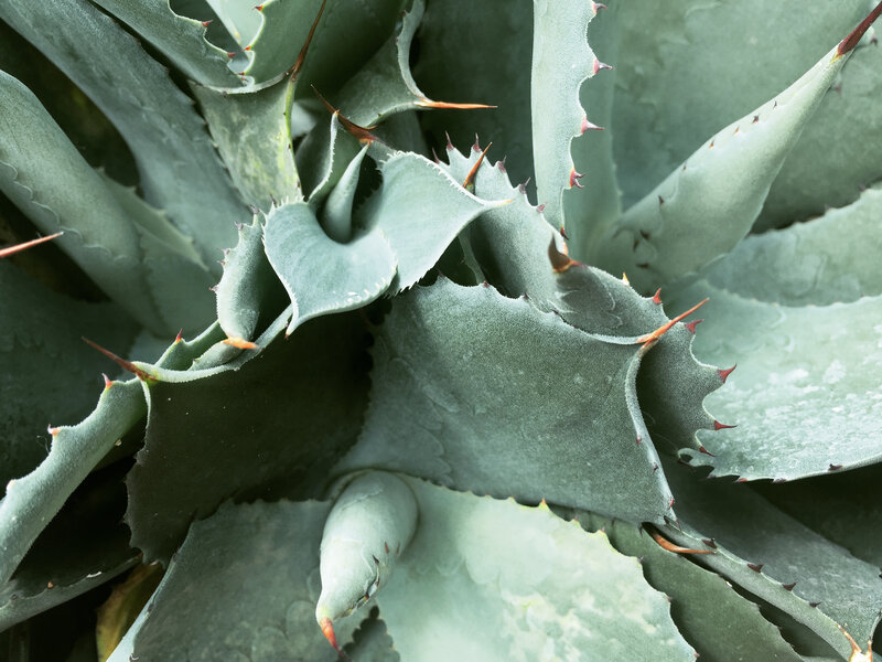 Close-up of Agave Plant