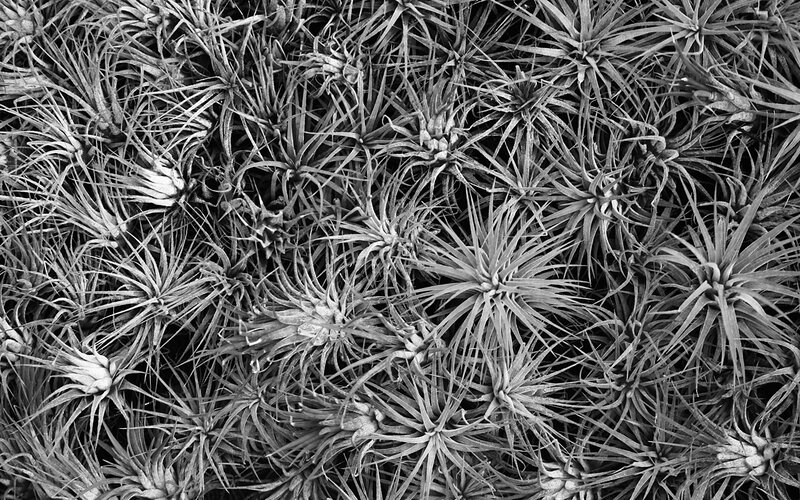 close-up of air plants