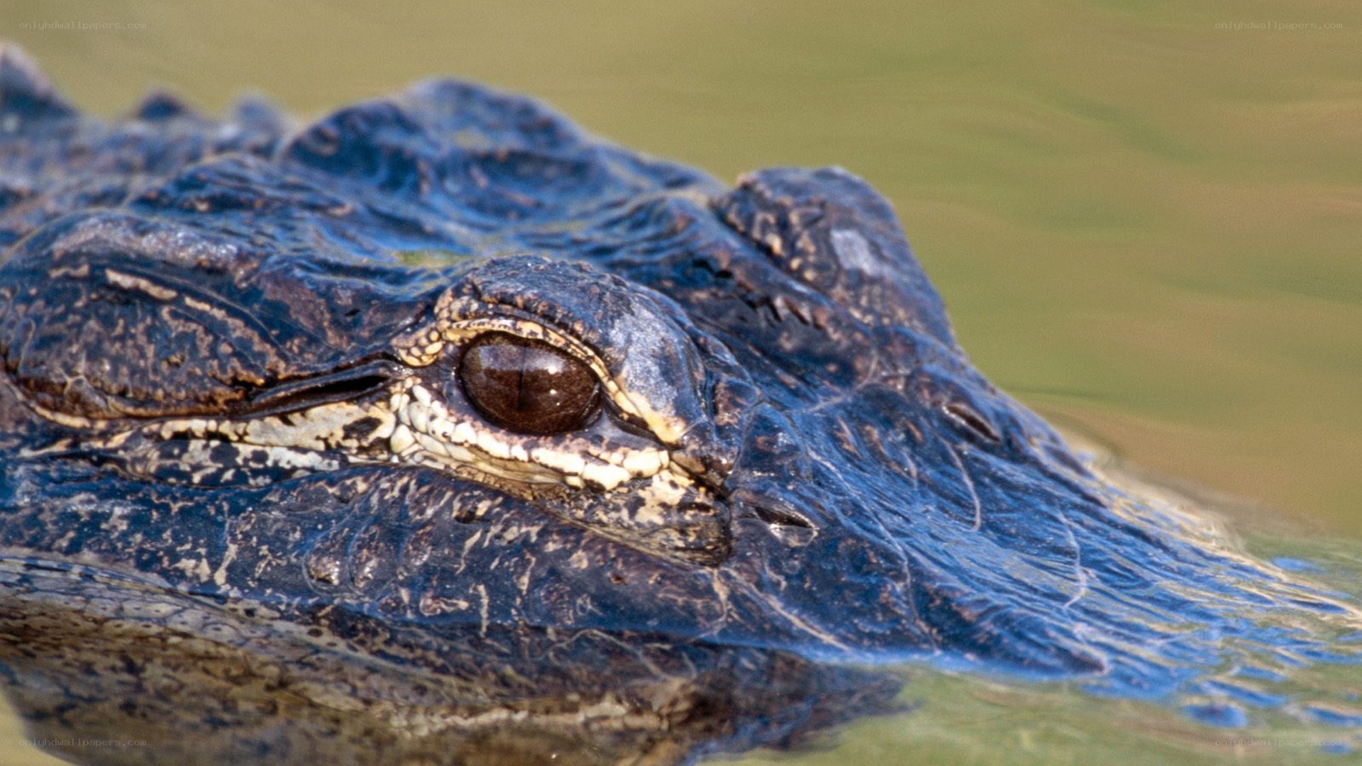 close-up of alligator eye