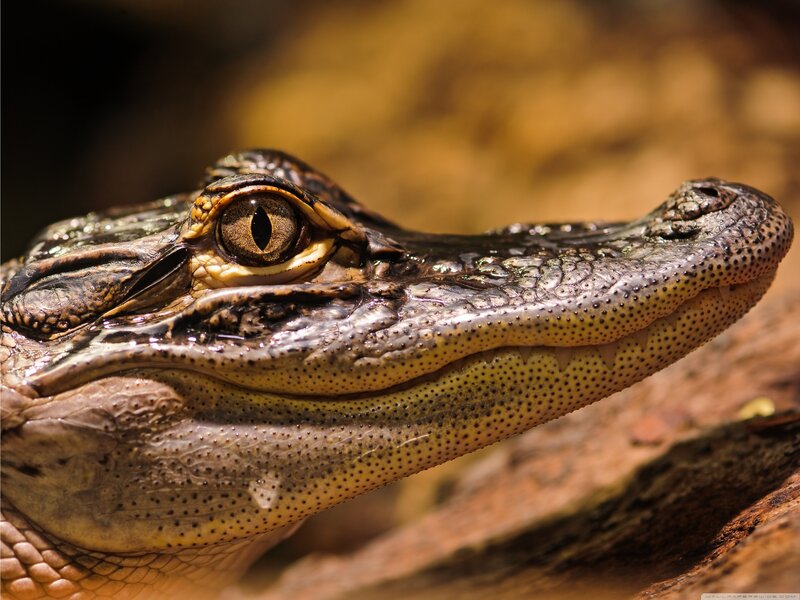 Close-up of Alligator Head — Brown