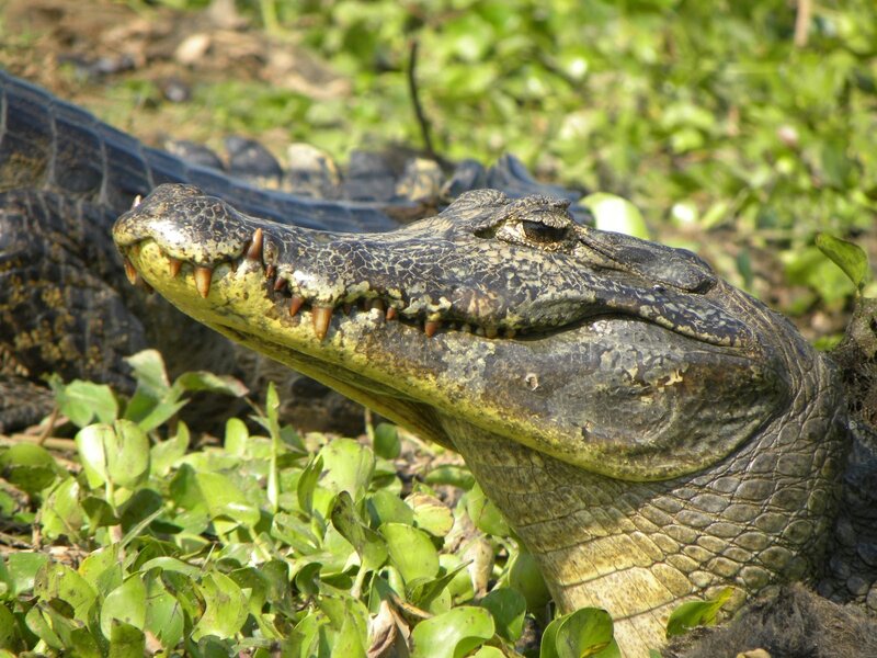 Close-up of Alligator Head